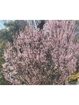 Felice(フェリス) - ねねの女の子ブログ画像