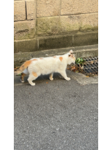 さくらん　関内 - みなみの女の子ブログ画像