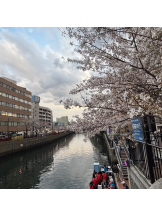 さくらん　関内 - みなみの女の子ブログ画像