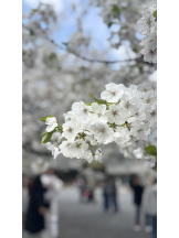 さくらん　関内 - みなみの女の子ブログ画像