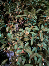 武蔵小杉 シュシュ - せいなの女の子ブログ画像