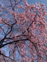 rejas(レジャス) - レイの女の子ブログ画像