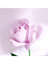 rejas(レジャス) - レイの女の子ブログ画像