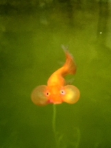 rejas(レジャス) - レイの女の子ブログ画像