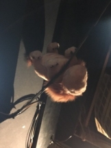 rejas(レジャス) - レイの女の子ブログ画像