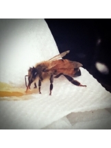 rejas(レジャス) - レイの女の子ブログ画像