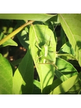 rejas(レジャス) - レイの女の子ブログ画像