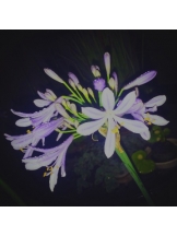 rejas(レジャス) - レイの女の子ブログ画像