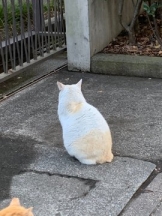 rejas(レジャス) - レイの女の子ブログ画像