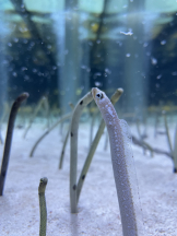 Candy kiss - あゆみの女の子ブログ画像