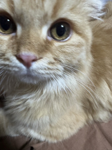 Ronno - モニカ～サンタモニカ出身～の女の子ブログ画像