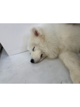 Alegria - あんずの女の子ブログ画像