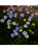 ZOOM - モニカの女の子ブログ画像