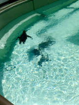 ZOOM - モニカの女の子ブログ画像