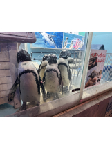 Ronno - さゆり～話せるIカップ～の女の子ブログ画像