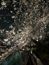 Ronno - さゆり～話せるIカップ～の女の子ブログ画像