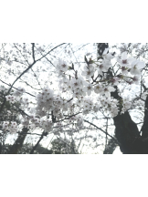 Ronno - さゆり～話せるIカップ～の女の子ブログ画像