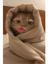 シナモン - ももかの女の子ブログ画像