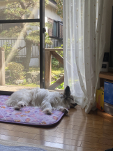 シナモン - ももかの女の子ブログ画像