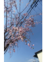 シナモン - ももかの女の子ブログ画像