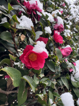 エンジェルキッス 池袋 - みきの女の子ブログ画像