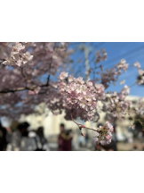 ときめき女学院 - ほたるの女の子ブログ画像