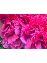 ベイビーモコ - ゆりの女の子ブログ画像