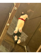 ベイビーモコ - ゆりの女の子ブログ画像