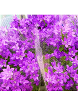 ベイビーモコ - ゆりの女の子ブログ画像