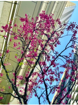 ベイビーモコ - ゆりの女の子ブログ画像