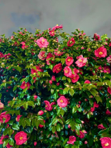 ベイビーモコ - ゆりの女の子ブログ画像