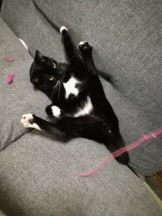 クリステル - すずかの女の子ブログ画像