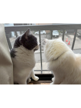 クリステル - すずかの女の子ブログ画像