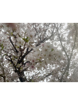 クリステル - すずかの女の子ブログ画像