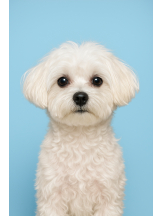 シナモン - さなの女の子ブログ画像