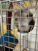 JULIE＆ANNA Tokyo - まなの女の子ブログ画像