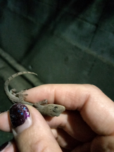 JULIE＆ANNA Tokyo - まなの女の子ブログ画像