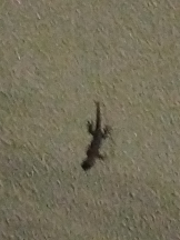 JULIE＆ANNA Tokyo - まなの女の子ブログ画像