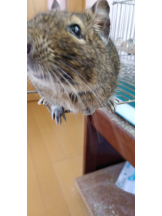 JULIE＆ANNA Tokyo - まなの女の子ブログ画像