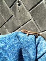 JULIE＆ANNA Tokyo - まなの女の子ブログ画像