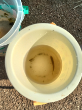 JULIE＆ANNA Tokyo - まなの女の子ブログ画像