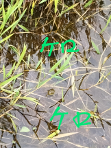 JULIE＆ANNA Tokyo - まなの女の子ブログ画像