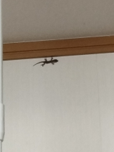 JULIE＆ANNA Tokyo - まなの女の子ブログ画像