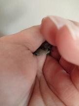 JULIE＆ANNA Tokyo - まなの女の子ブログ画像