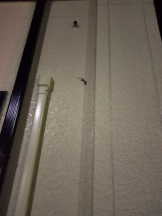 JULIE＆ANNA Tokyo - まなの女の子ブログ画像