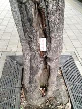 JULIE＆ANNA Tokyo - まなの女の子ブログ画像