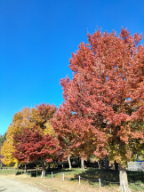 JULIE＆ANNA Tokyo - まなの女の子ブログ画像