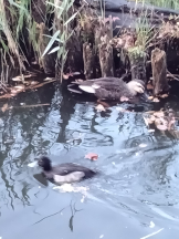 JULIE＆ANNA Tokyo - まなの女の子ブログ画像