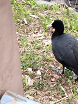 JULIE＆ANNA Tokyo - まなの女の子ブログ画像