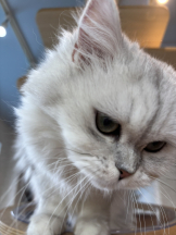 CLUB KAKUREGA - あんなの女の子ブログ画像